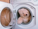 Cách giặt thú nhồi bông bằng máy giặt tại nhà